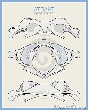 Shown Here is the First Cervical Vertebra. Atlas C1. Anterior, Posterior and Top View. Illustration for Education. Anatomy on Vector Illustration