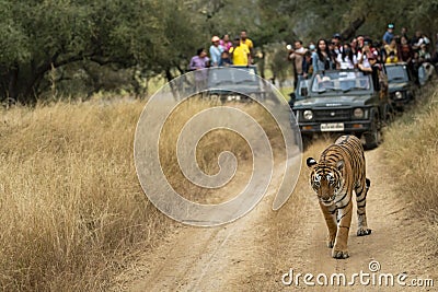 Showstopper famous female royal bengal tiger head on roadblock with defocus tourist in background inside jungle at Ranthambore Editorial Stock Photo