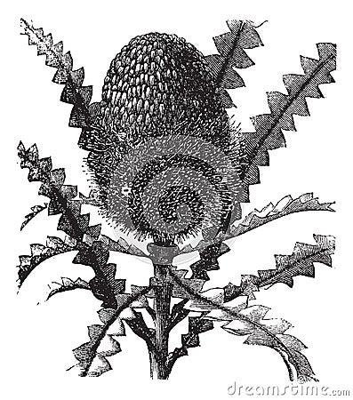 Showy Banksia vintage engraving Vector Illustration