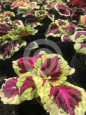 showy colorful leaves of a plant called coleus Stock Photo