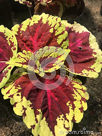 showy colorful leaves of a plant called coleus Stock Photo