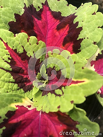 showy colorful leaves of a plant called coleus Stock Photo