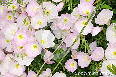 Showy Evening Primrose Stock Photo