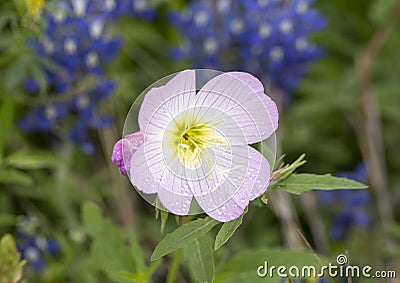 Showy Evening Primrose bloom with water droplets along the Bluebonnet Trail in Ennis, Texas Stock Photo