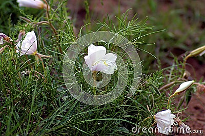 Showy Evening Primrose 600486 Stock Photo