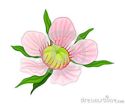Showy Flower of Manuka Flowering Plant with Pink Petals Vector Illustration Vector Illustration