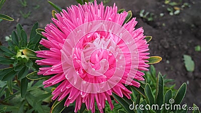 Photo of a terry Aster flower. Stock Photo