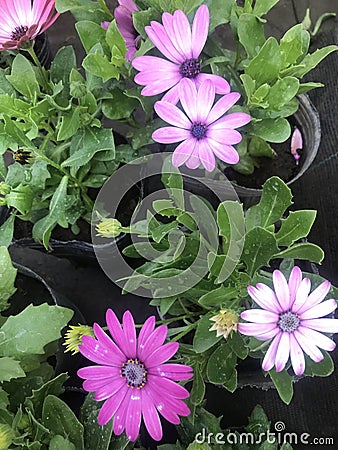 Showy pink flowers in the nursery. Dimorphotheca sinuata Stock Photo