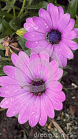 Showy pink flowers in the nursery. Dimorphotheca sinuata Stock Photo