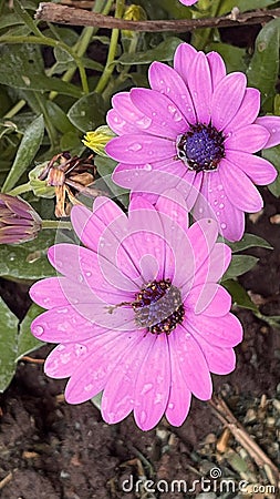 Showy pink flowers in the nursery. Dimorphotheca sinuata Stock Photo