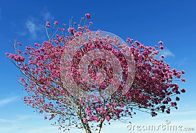 The showy pink tabebuia tree Stock Photo