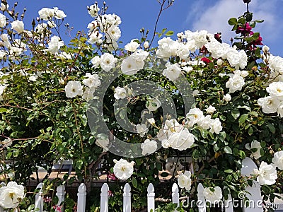 California Garden Series - Red and White Roses with White Fence Stock Photo