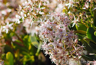 Showy stonecrop flowers, hylotelephium spectabile Stock Photo
