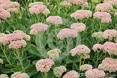 Showy stonecrop flowers or Sedum spectabile or Hylotelephium spectabile Stock Photo