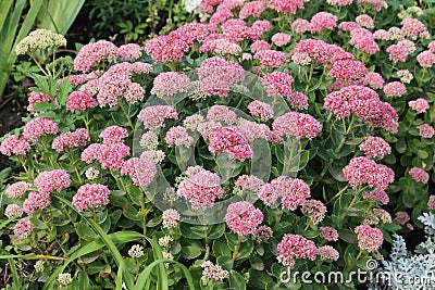 Showy stonecrop flowers or Sedum spectabile or Hylotelephium spectabile Stock Photo