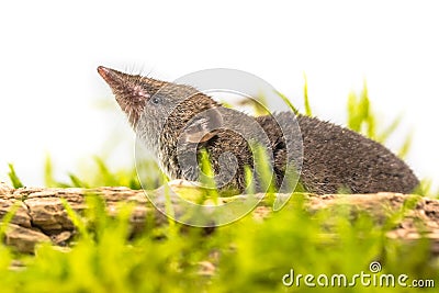 Shrew pointing nose in the air Stock Photo