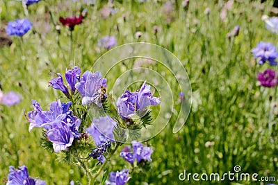 Shrill carder bee gathering nectar and pollen from viper`s bugloss Stock Photo