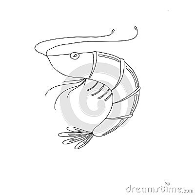 Shrimp sketchy drawing Stock Photo