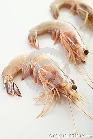 Shrimp Stock Photo