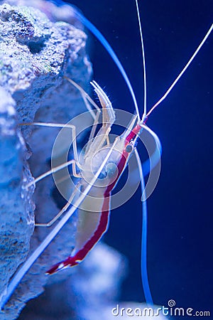 Shrimp close up on rock, blue water Stock Photo