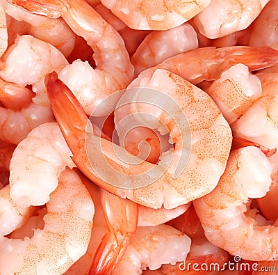 Shrimp Stock Photo