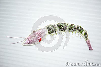 Shrimp Design using Sprouts Stock Photo