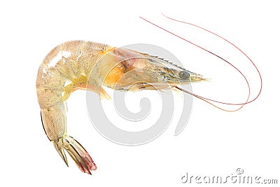 Shrimp Stock Photo