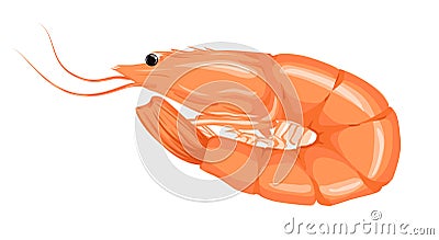 Shrimp icon. Boiled Prawn in shell on a white background. Vector Illustration