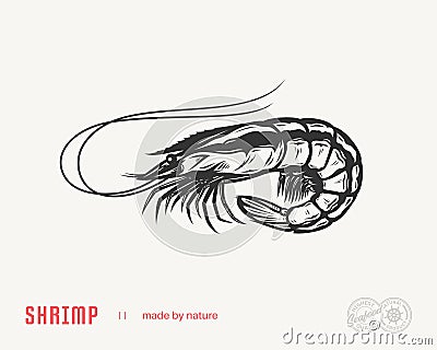 Vector shrimp flat style illustration Vector Illustration