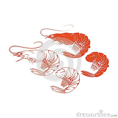 Shrimp logo Vector Illustration