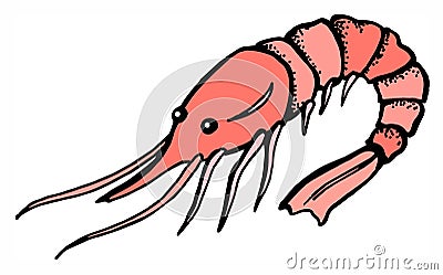 Shrimp, prawn, seafood, colorful sketch, drawing, red color Vector Illustration