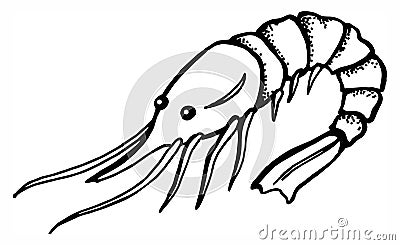Shrimp, prawn, seafood, hand draw sketch, drawing, red color, black and white color Vector Illustration