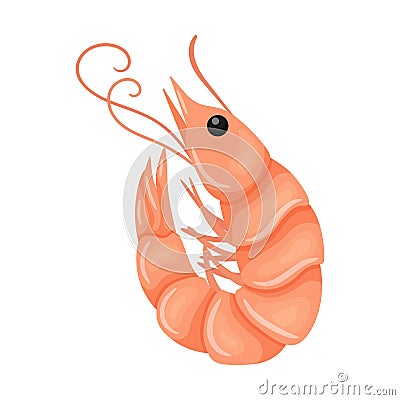 The shrimp is raw and fresh. Marine and river crustacean animals. Food ingredient, delicacy. Flat cartoon vector illustration Vector Illustration