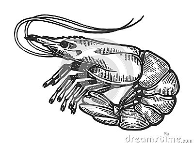 Shrimp sea animal engraving vector Vector Illustration