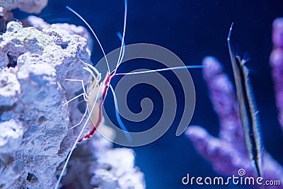 Shrimp sideways on rock in blue water Stock Photo