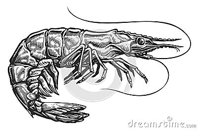 Shrimp sketch. Sea animal in vintage engraving style. Whole prawn, seafood illustration Cartoon Illustration