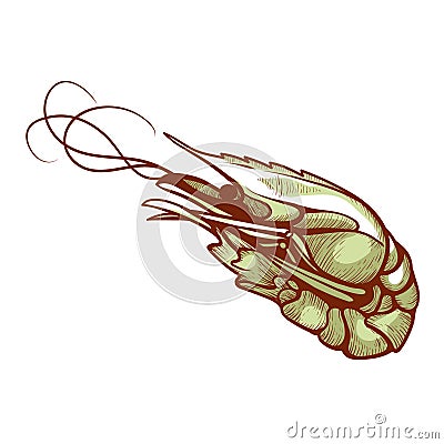 Shrimp, small crustacean marine food to cook Vector Illustration