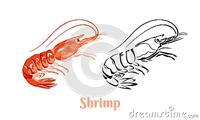 Shrimp vector color cartoon illustration and black and white outline. Vector Illustration