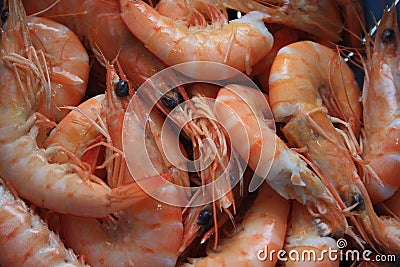 Shrimps Stock Photo