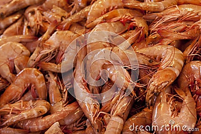 Shrimps Stock Photo