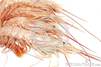 Shrimps Stock Photo