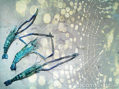 Shrimps backgrounds Stock Photo