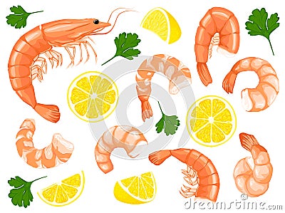 Shrimps, shrimps without shell, shrimp meat. Shrimp prawn icons set. Boiled Shrimp drawing on a white background. Vector Illustration