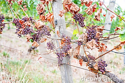 Shriveled bunches of purple colored grapes, too much sun and heat, bad weather, hanging on a vine plant, bad harvest, vineyard Stock Photo