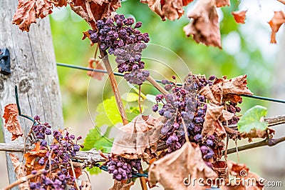 Shriveled bunches of purple colored grapes, too much sun and heat, bad weather, hanging on a vine plant, bad harvest, vineyard Stock Photo