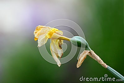 Shriveled Narcissus or Daffodil perennial herbaceous bulbiferous geophytes plant with dried yellow flower planted in local garden Stock Photo