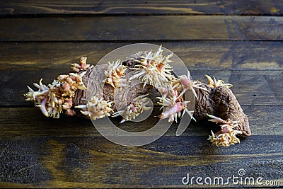 Shriveled sprouted potatoes with lush bunches of young roots Stock Photo