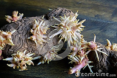 Shriveled sprouted potatoes with lush bunches of young roots Stock Photo