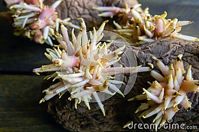 Shriveled sprouted potatoes with lush bunches of young roots Stock Photo