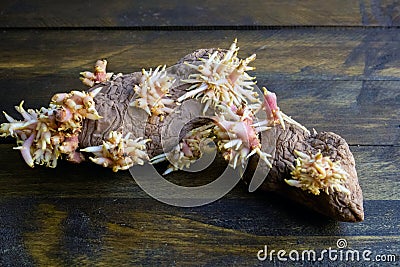 Shriveled sprouted potatoes with lush bunches of young roots Stock Photo
